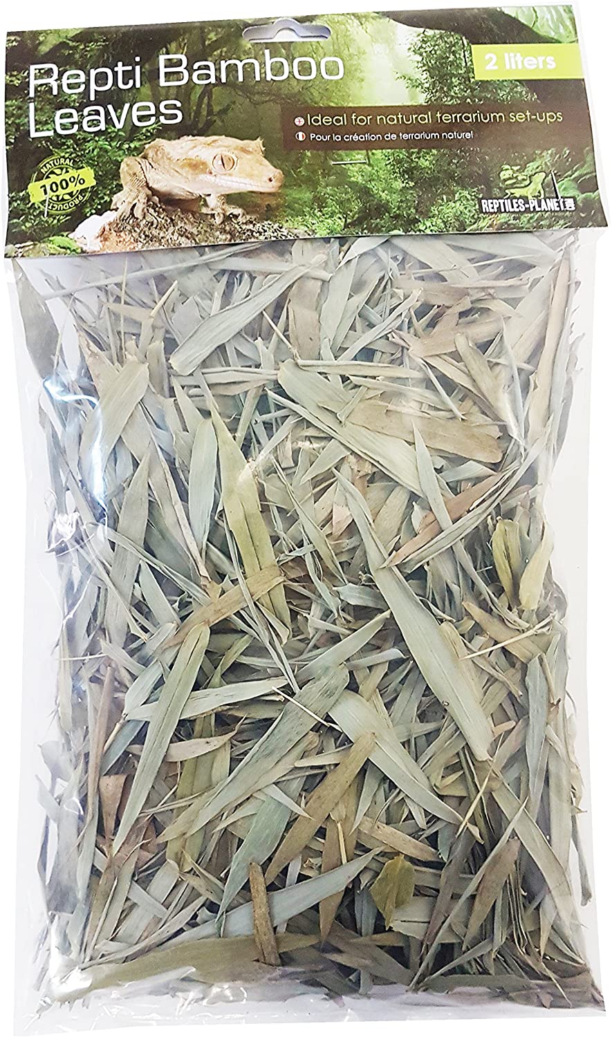 feuilles morte terrarium