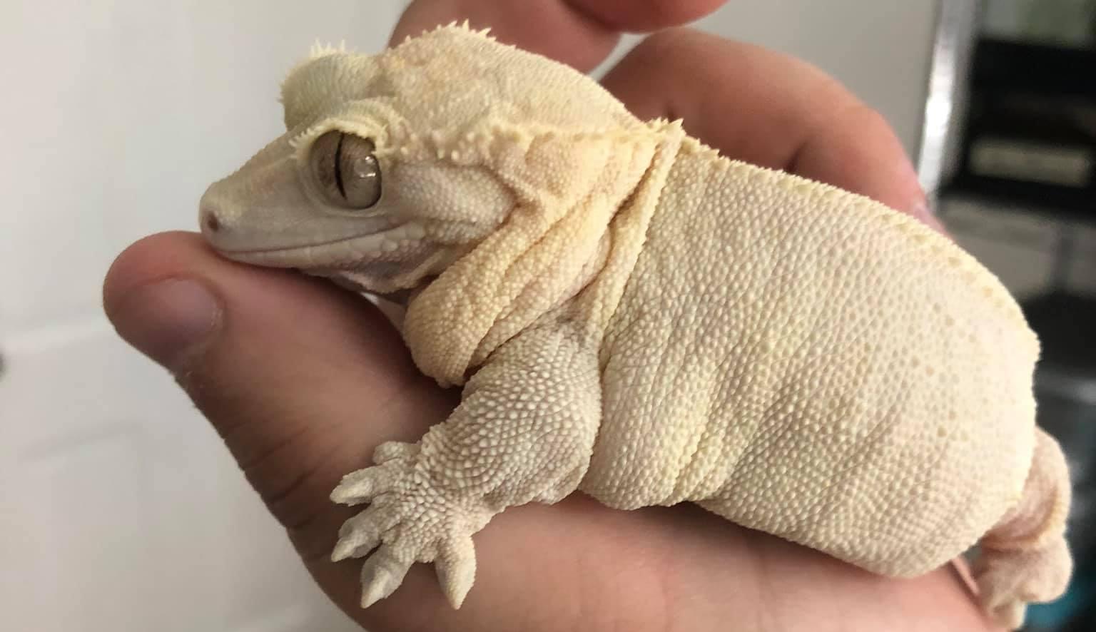 Gecko à crête obèse - Photo partagée par Oklana zoological