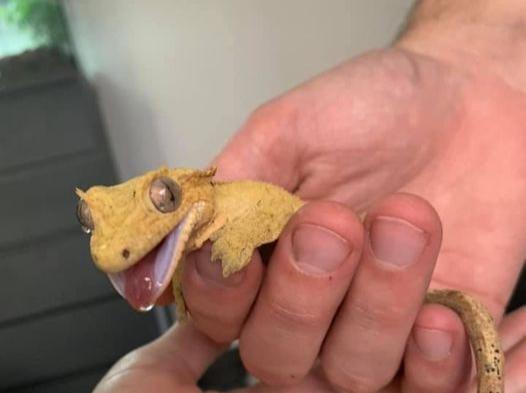 MBD, ostéofibrose gecko à crête