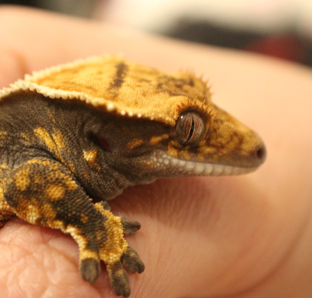 tête gecko à crête