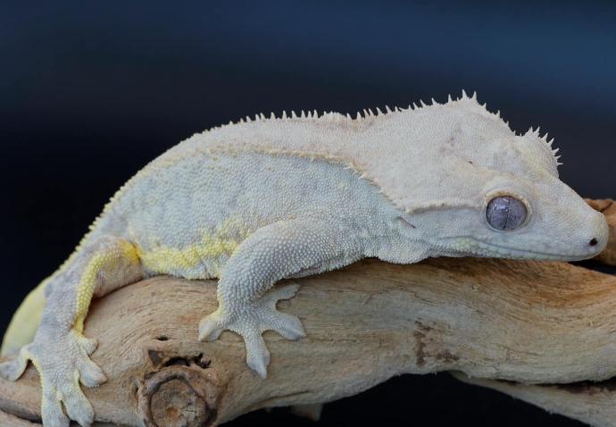 Gecko à crête