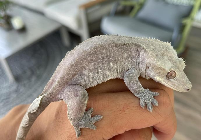 Gecko à crête