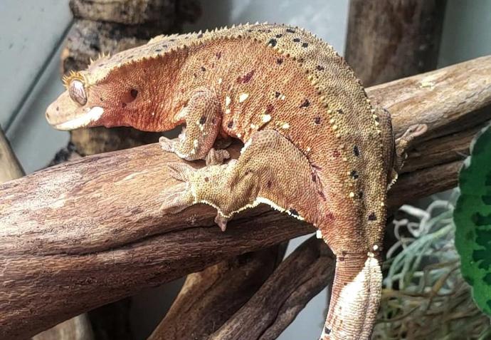 Gecko à crête, super dalmatien