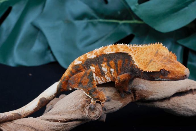 Gecko à crête