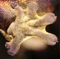 pattes, sétules gecko à crête