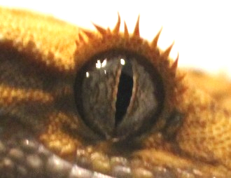 oeil, yeux gecko à crête