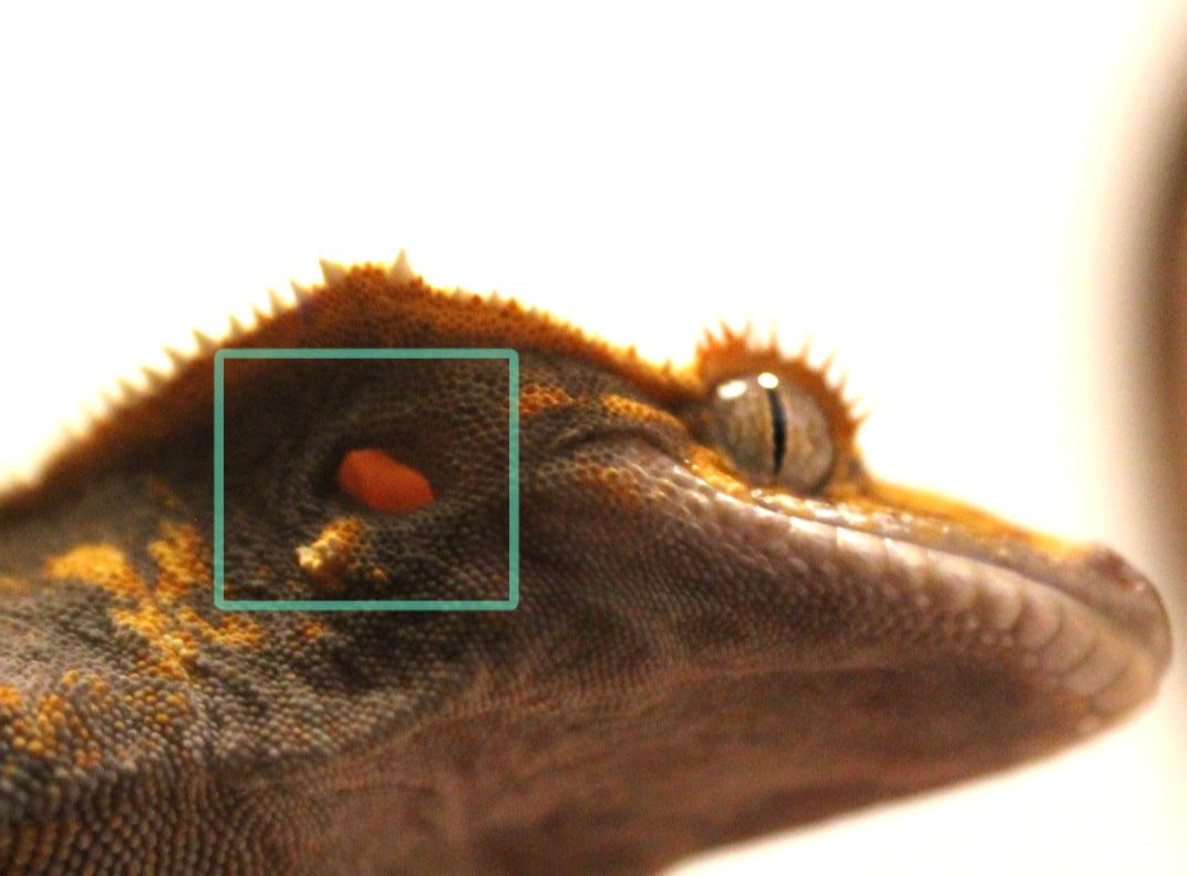 oreille gecko à crête